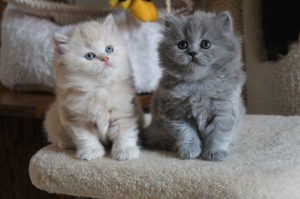 Carattere dei gatti British inglesi