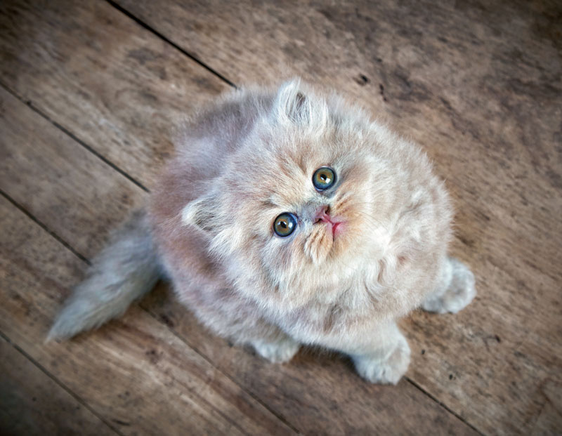 British Longhair: eleganza e dolcezza in una sola razza