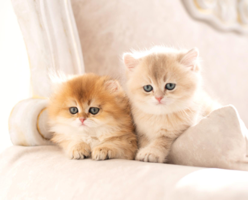 Cuccioli British Longhair