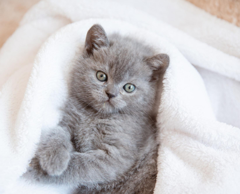 Cuccioli British Longhair