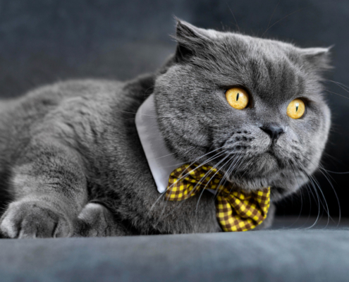 Gatto British Shorthair